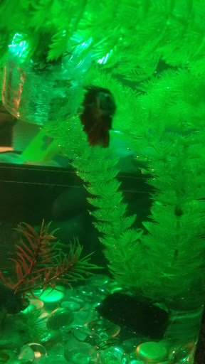 Pet Supply Store «Petco Animal Supplies», reviews and photos, 2434 W Brandon Blvd, Brandon, FL 33511, USA