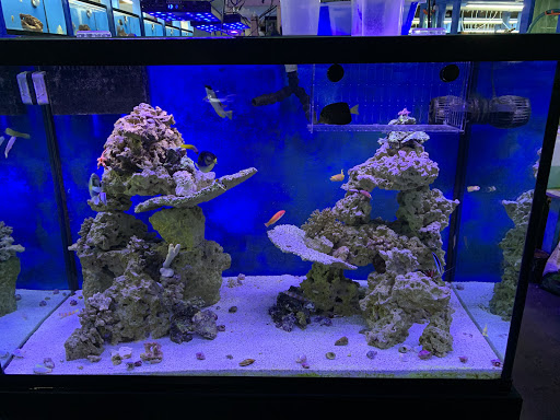 Tropical Fish Store «KHC Aquarium», reviews and photos, 150-1 Northern Blvd, Flushing, NY 11354, USA