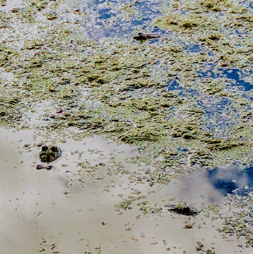 Nature Preserve «Goodenow Grove Nature Preserve», reviews and photos, 27064 Dutton Rd, Beecher, IL 60401, USA