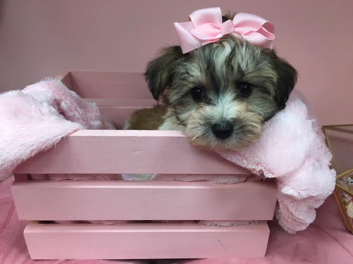 Pet Store «Furry Babies Inc», reviews and photos, 3340 Mall Loop Dr, Joliet, IL 60431, USA