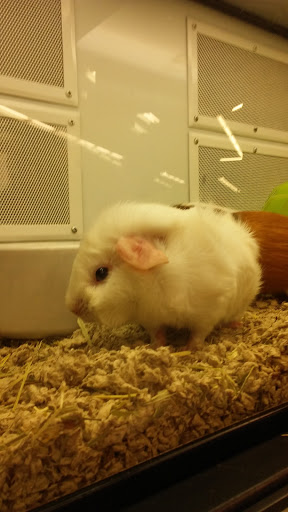 Pet Supply Store «Petco Animal Supplies», reviews and photos, 2520 E 3rd St, Bloomington, IN 47401, USA