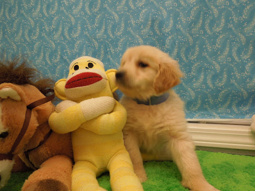 Pet Store «Pet Luv Pet Center», reviews and photos, 8057 S Cicero Ave, Chicago, IL 60652, USA