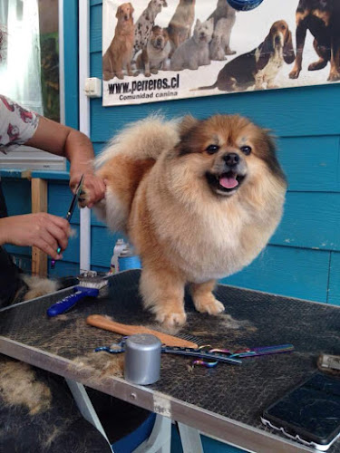 PELUDOG TEMUCO - Temuco