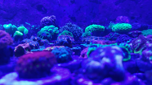 Tropical Fish Store «Aquatic Obsessions», reviews and photos, 1150 St George Ave, Avenel, NJ 07001, USA