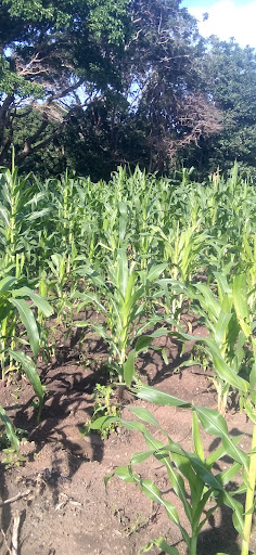 Grocery Store «US Quality Foods Supermarket», reviews and photos, 15690 Joy Rd, Detroit, MI 48228, USA