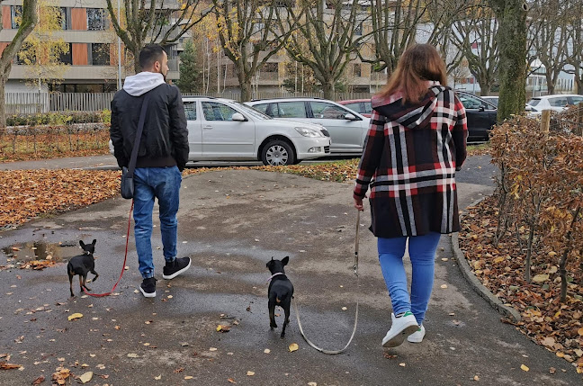 Rezensionen über hundsprobleme.ch in Einsiedeln - Hundeschule