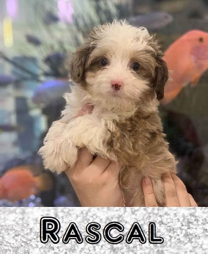 Pet Store «Pet Express», reviews and photos, 100 Independence Way, Danvers, MA 01923, USA