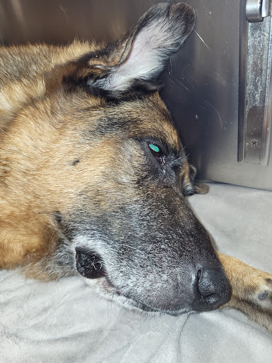 Smyrna Animal Hospital: Griffith Robert A DVM image