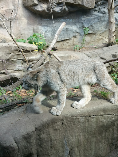 Gift Shop «Minnesota Zoo Gift Shop», reviews and photos, 13000 Zoo Blvd, Apple Valley, MN 55124, USA