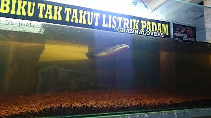 Sada fish aquarium