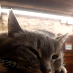 Photo n°4 de l'avis de Gennaro.a fait le 08/06/2021 à 06:07 sur le  Farmhouse Cascina Ombria à Caprino Bergamasco