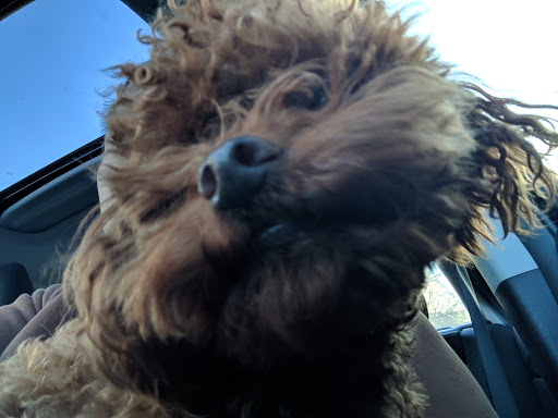 Pet Supply Store «Petco Animal Supplies», reviews and photos, 61-23 190th St, Fresh Meadows, NY 11365, USA