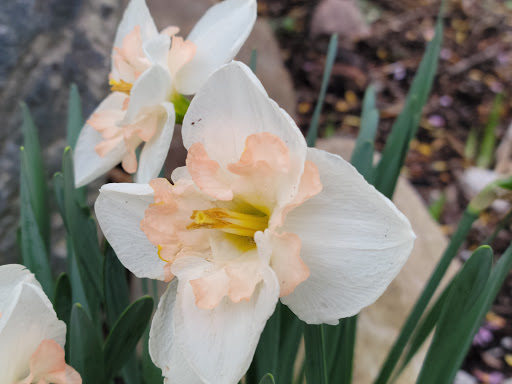 Botanical Garden «Beech Creek Botanical Garden & Nature Preserve», reviews and photos, 11929 Beech St NE, Alliance, OH 44601, USA