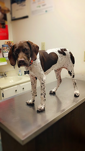 Animal Hospital of Beulaville