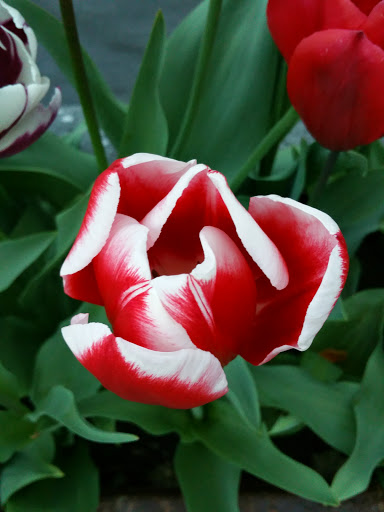 Park «Creston Park», reviews and photos, SE 44th Ave & Powell Blvd, Portland, OR 97206, USA