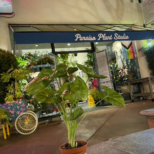 Paraso Plant Studio image