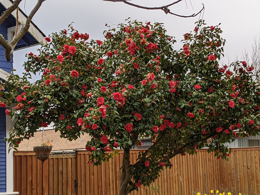 Park «Salmon Bay Park», reviews and photos, 2001 NW Canoe Pl, Seattle, WA 98117, USA