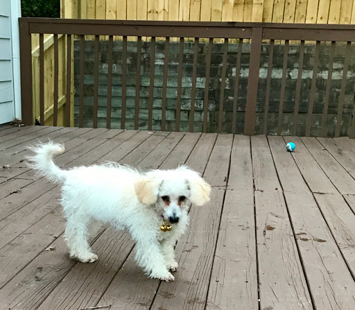 Pet Store «Petland Kennesaw», reviews and photos, 840 Ernest W Barrett Pkwy NW #494, Kennesaw, GA 30144, USA