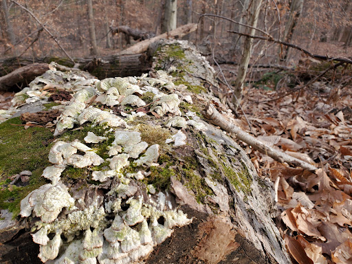 Park «Fairfax Villa Park», reviews and photos, 11399 Park Dr, Fairfax, VA 22030, USA