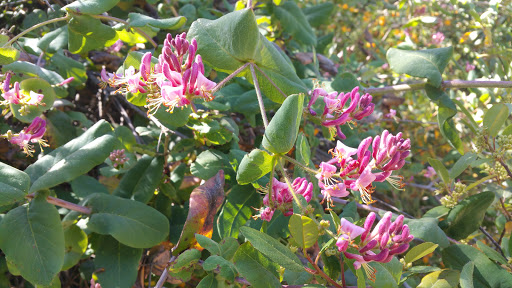 Golf Course «Redwood Canyon Golf Course», reviews and photos, 17007 Redwood Rd, Castro Valley, CA 94546, USA