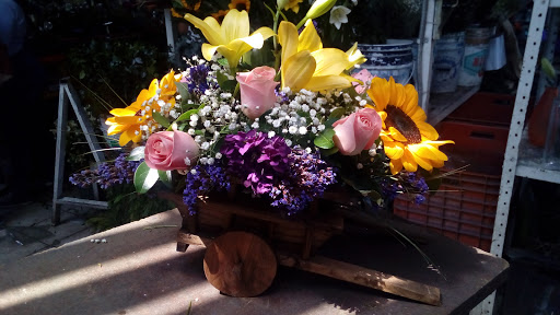 Floreria La Orquidea – Aguascalientes