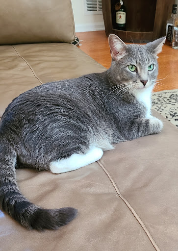 Dry Cleaner «Aspen Cleaners & Alterations», reviews and photos, 3039 Barrington Rd, Hoffman Estates, IL 60192, USA