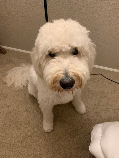 Pet Store «Bow Wow Meow», reviews and photos, 2150 Polk St, San Francisco, CA 94109, USA