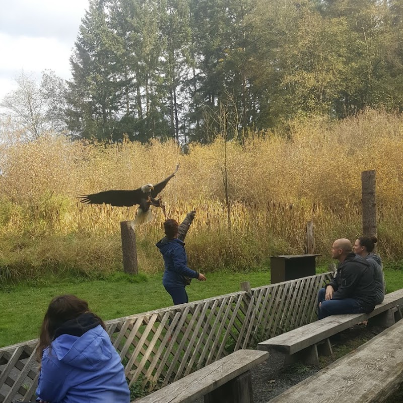 Pacific Northwest Raptors