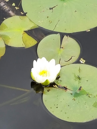 Nature Preserve «Asylum Lake Preserve», reviews and photos, 3836 S Drake Rd, Kalamazoo, MI 49008, USA