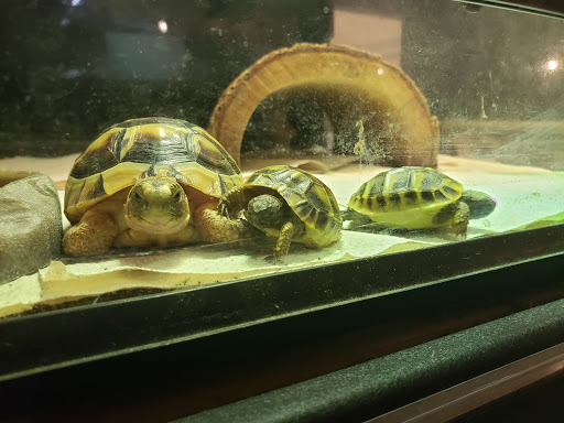 Pet Store «Critter Cabana», reviews and photos, 516 E 1st St, Newberg, OR 97132, USA