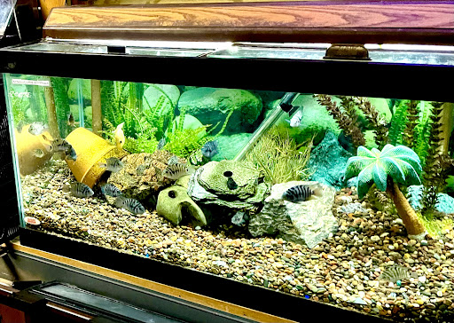 Pet Store «Aqualand Aquarium Center», reviews and photos, 5355 Chicago Ave, Minneapolis, MN 55417, USA