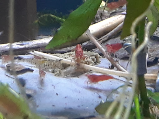 Aquarium Shop «Archer Fish Aquariums», reviews and photos, 514 79th St, Brooklyn, NY 11209, USA