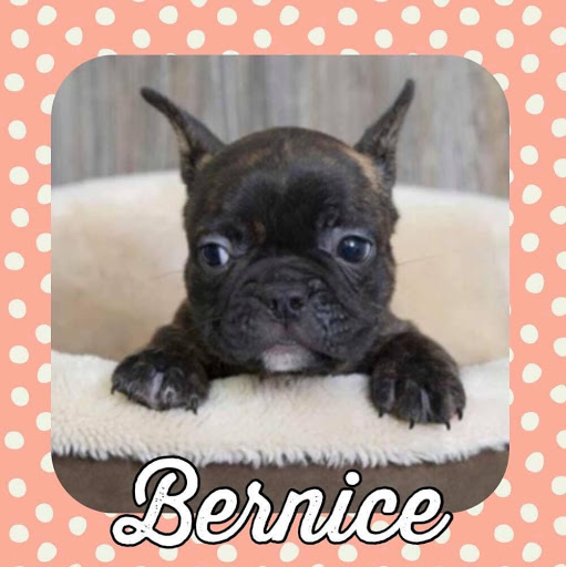 Pet Store «Pet Express», reviews and photos, 250 Granite St, Braintree, MA 02184, USA