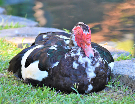 Park «Roswell Area Park», reviews and photos, 10495 Woodstock Rd, Roswell, GA 30075, USA