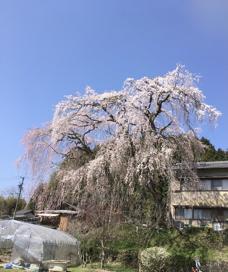 釜屋の枝垂れ桜
