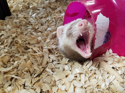 Pet Store «Pet Land», reviews and photos, 1450 Fort Campbell Blvd, Clarksville, TN 37042, USA