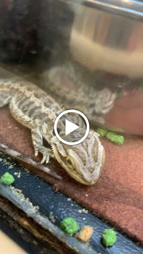 Pet Supply Store «PetSmart», reviews and photos, 20530 E 13 Mile Rd, Roseville, MI 48066, USA