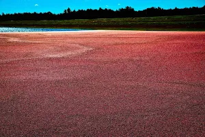 Lake Nokomis Cranberries, Inc. image