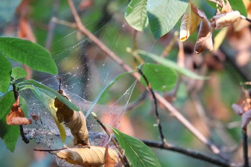 Park «Schmitz Preserve Park», reviews and photos, 5551 SW Admiral Way, Seattle, WA 98116, USA