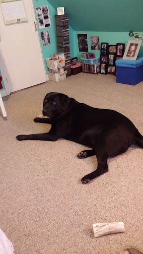 Public Golf Course «Neshaminy Valley Golf Club - OPEN to PUBLIC», reviews and photos, 440 Almshouse Rd, Richboro, PA 18954, USA