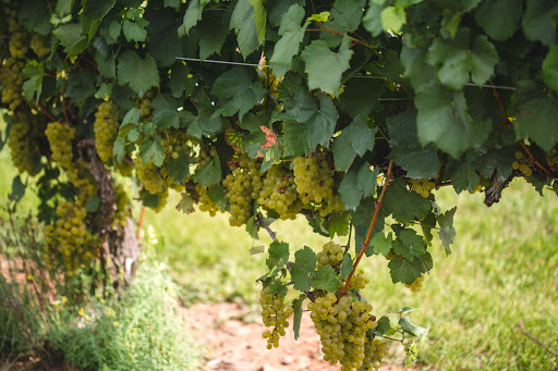 Winery «Paradise Hills Vineyard & Winery», reviews and photos, 15 Windswept Hill Rd, Wallingford, CT 06492, USA