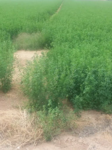 Park «Pioneer Community Park», reviews and photos, 8755 N 83rd Ave, Peoria, AZ 85345, USA