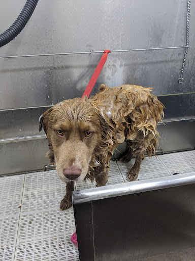 Pet Supply Store «Buckles Feed Depot & Pet Supply», reviews and photos, 220 S 4th St, Lafayette, IN 47901, USA