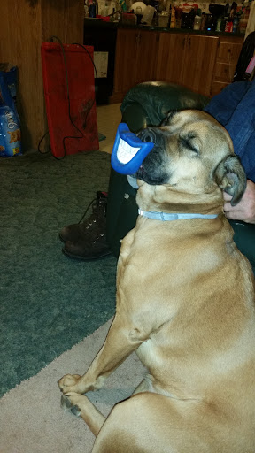 Pet Supply Store «Countryside Pet Supply», reviews and photos, 2813 US-160, West Plains, MO 65775, USA