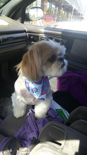 Pet Supply Store «Pet Supplies Plus», reviews and photos, 15880 San Carlos Blvd Ste 190, Fort Myers, FL 33908, USA