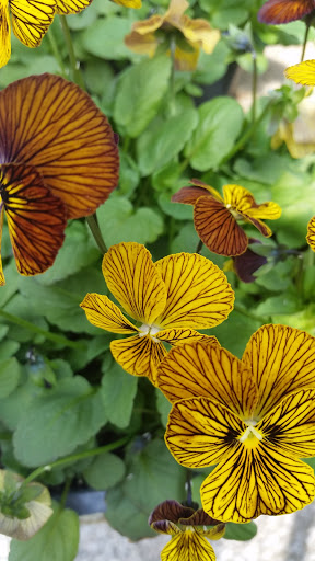 Florist «Broniak & Kraf Florist & Greenhouses», reviews and photos, 3205 Washington Pike, Bridgeville, PA 15017, USA