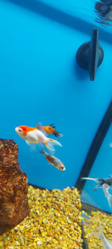 Pet Supply Store «Petco Animal Supplies», reviews and photos, 364 Randall Rd, South Elgin, IL 60177, USA