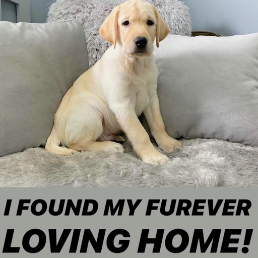 Dog Breeder «Playful Pets», reviews and photos, 115 Ridge Pike, Conshohocken, PA 19428, USA