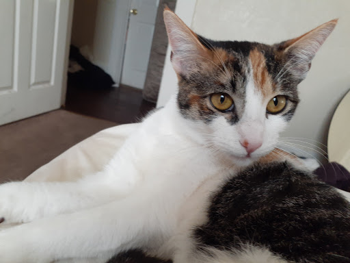 Animal Feed Store «All Pet Feed & Tack», reviews and photos, 25598 E Baseline St, San Bernardino, CA 92410, USA