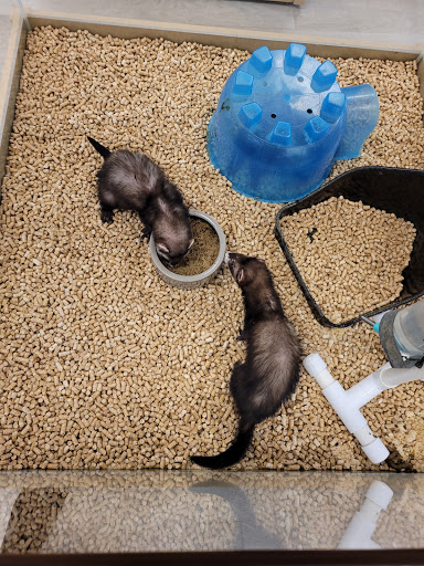 Pet Store «Petland Topeka», reviews and photos, 1801 SW Wanamaker Rd, Topeka, KS 66614, USA